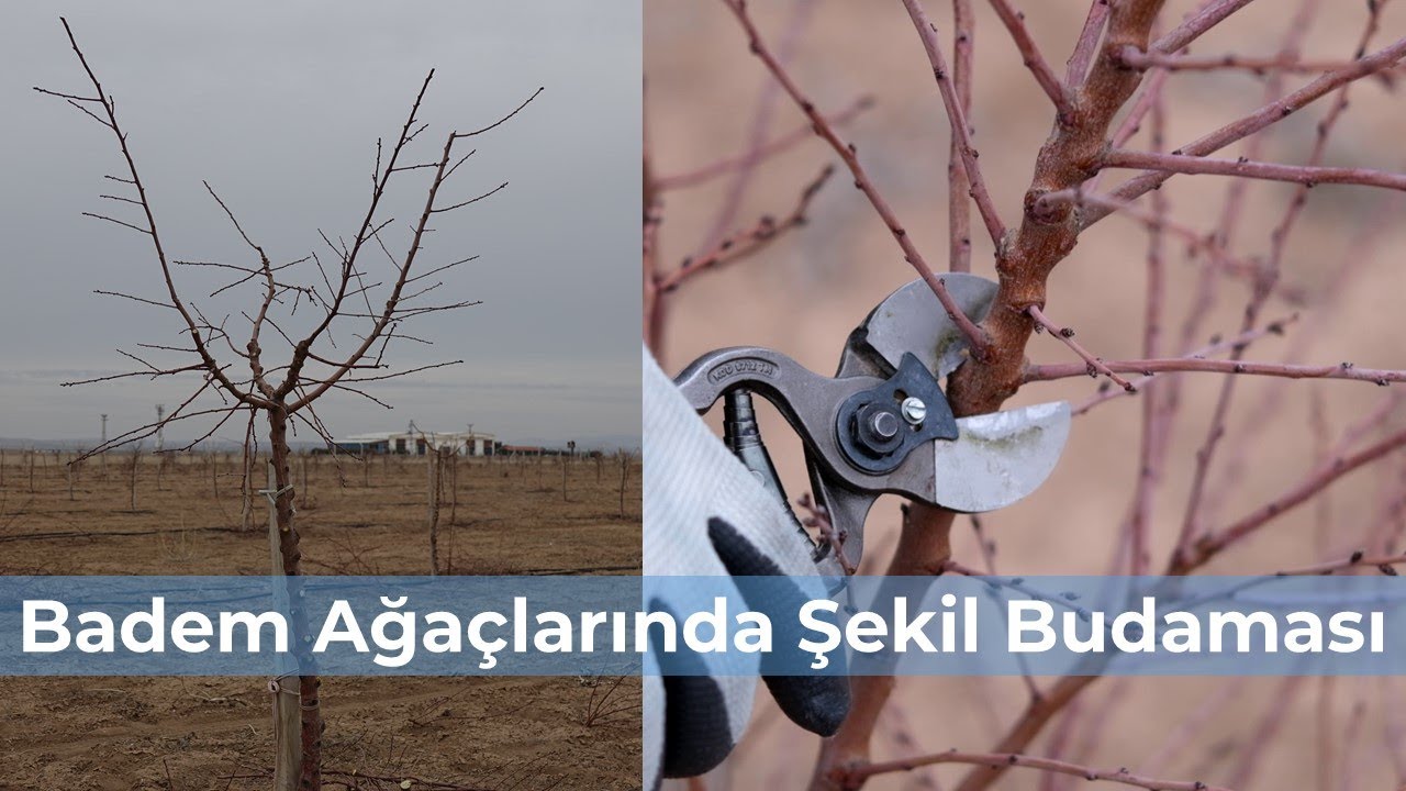 Bademde şekil budaması