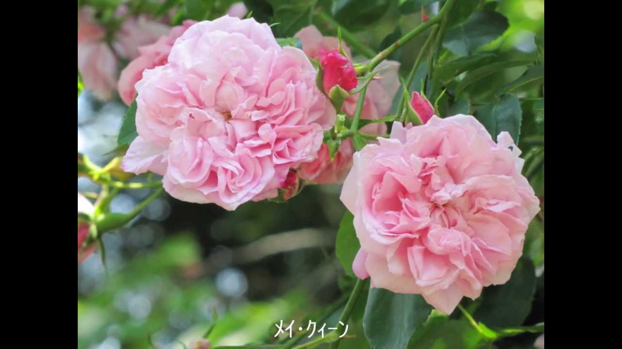 佐倉草笛の丘バラ園 オールドローズ 鈴木省三 Old Rose Shozo Suzuki Youtube