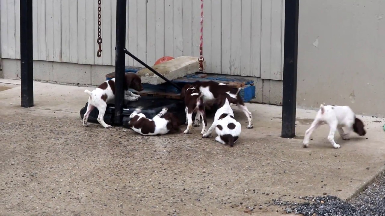 baby german shorthaired pointer