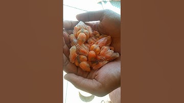 MASHALLAH 😍❣️ My Java Sparrows 😘 Colony breedings progress ❤️😍🤩