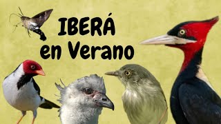 Download Lagu INCREDIBLE experience. IBERÁ WETLANDS in Summer MP3