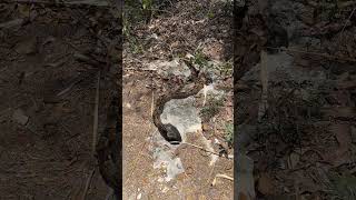 #privatetour #descubreméxico #boaconstrictor #wildmexico #mexicotravel