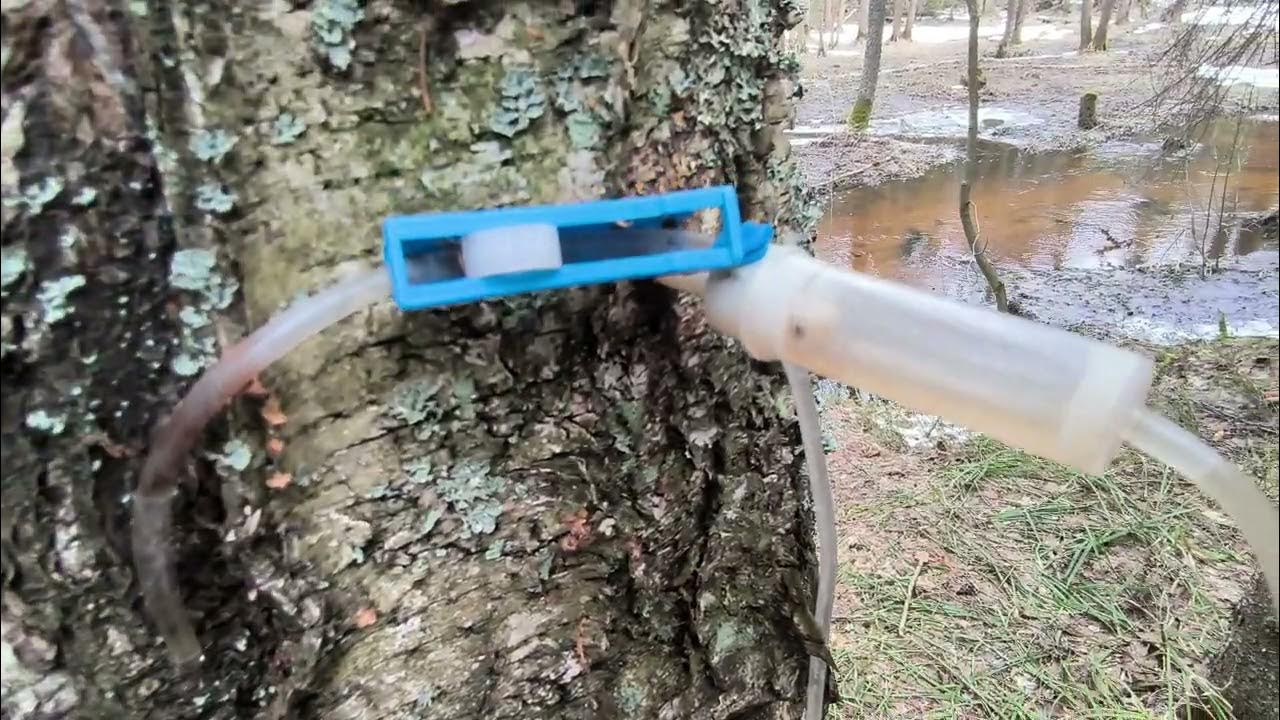 Капельница для сбора берёзового сока - YouTube