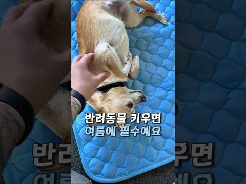 폭염에 반려동물 쿨매트 깔아주세요 thumbnail