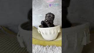 Meet Wendy: Black Smoke Scottish Fold Girl with Glowing Orange Eyes 🧡 #ScottishFold #CuteKitten #cat