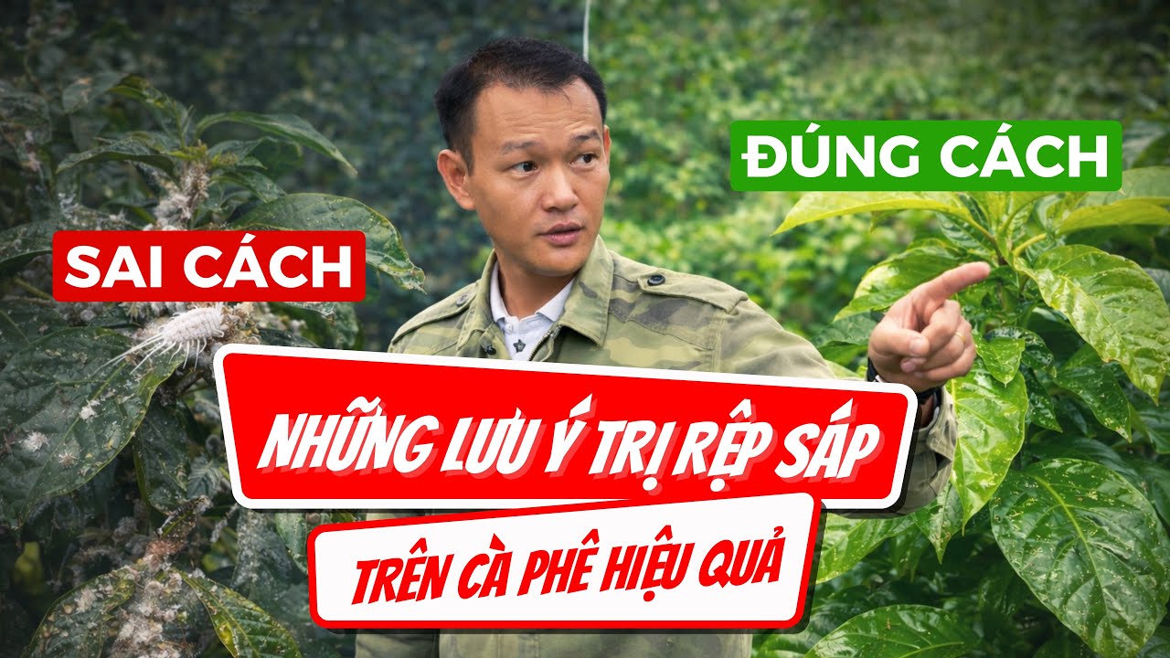 RỆP SÁP TRÊN CÀ PHÊ: ĐỪNG ĐỂ XỬ LÝ SAI LÀ MẤT MÙA!