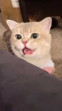 cat sounds notification asmr