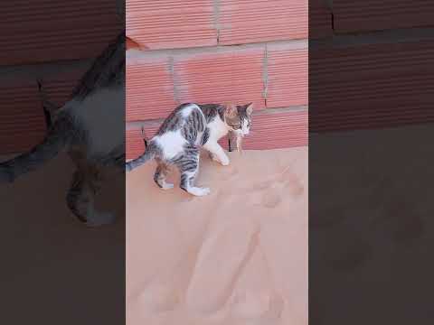 فرحه ڨري و بصيدها الثمين     