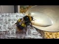 Bee First Aid - Feeding a Bee