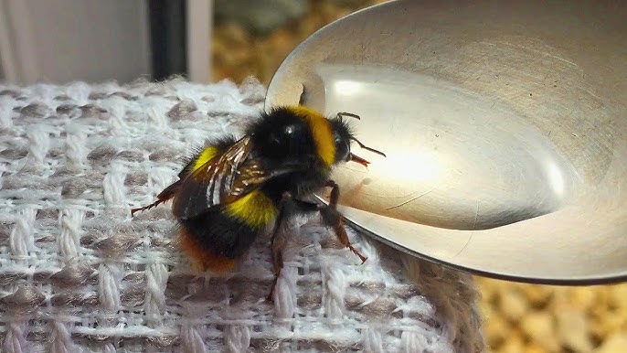 First-ever study shows bumble bees 'play' - Queen Mary University of London