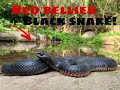 HOME EPISODE! What I get up to ft. Red Bellied Black Snake!