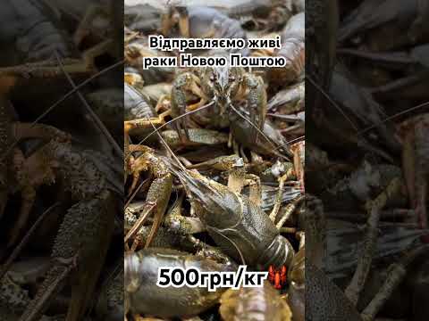 Для замовлення звʼяжіться з менеджером у вайбері+380960572236 #раки #раки #доставкараків #живірак