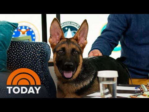 Video: „Pet Scoop“: „Biden“šuniukas atitinka buvusį V.P., 18-erių metų šunį