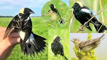 bobolink is a small New World blackbird notable for its striking plumage and unique song.