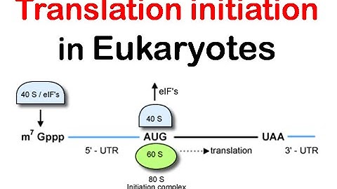 Translation initiation in eukaryotes | eukaryotic translation lecture 1