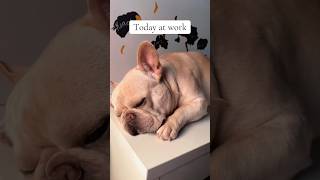 Barely made it through the first 30 minutes of our shift! 🐾🐶 #frenchbulldog #puppies #remotework