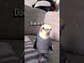 Y'all BETTER clap! 👏🦜