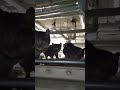 みつけた