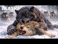 ALASKA SALVAJE – La Arena de Supervivencia de los Más Fuertes | Documental Animal
