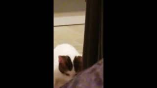 Original video of popping cat