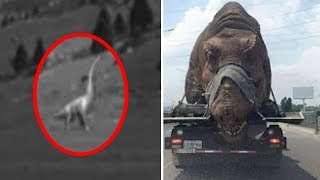 5 Dinosaurs Caught on Camera & Spotted in Real Life