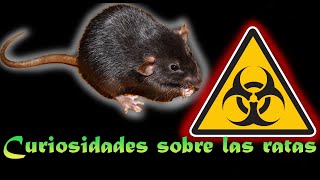 Curiosidades sobre las ratas