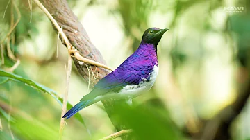 Violet Backed Starling in Forest #forest #bird #wildlife #violet #starling #nature #beauty HA46263