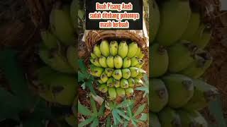 Buah Pisang Aneh #shorts