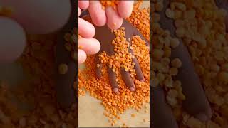 Tiny hands, big discoveries 🧡 Our first sensory moment with red lentils.#sensoryplay #kidsplay