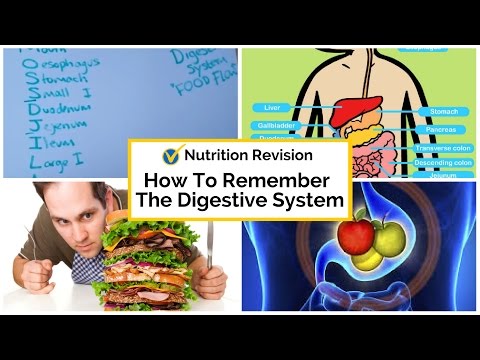 Level 3 nutrition exam how to remember the digestive system.