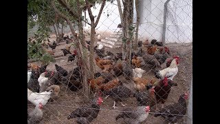 NJIA YA KUPATA KUKU WENGI KWA MUDA MFUPI