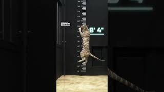 Cheetah vs Human High Jump! Who Wins the Ultimate Leap?" #mr Lion...NATURAL BEAUTY404