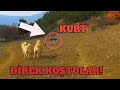 KURT TESTİ 2 ( KANGAL DAYI AFFETMEZ )