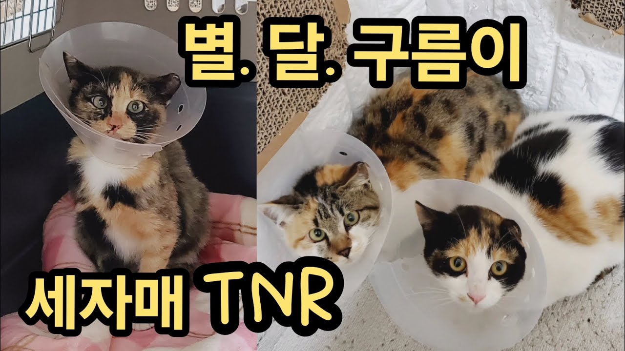 폐기물장 기록 || 중성화 수술후 일주일동안 호야네 머문 세자매