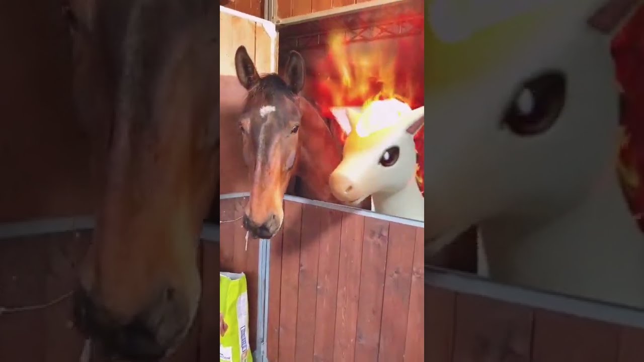 Baby Ponyta wants to say hi! 🔥 🐴 
