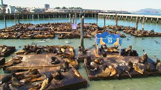 Record number of sea lions swarm SF&#39;s Pier 39; largest gathering in about 15 years, officials say
