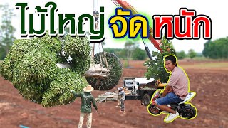 ปลูกต้นไม้ใหญ่ไว้รอต้อนรับเพื่อนๆ และพี่น้อง 3 ข. | คนรักษ์ป่า ep 86