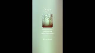 Digital Harmony - Cinar Gibi