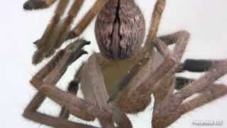 Golden Huntsman Spider sub-adult molt