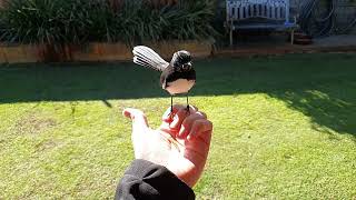 Willy wagtail slowmo jumps onto phone