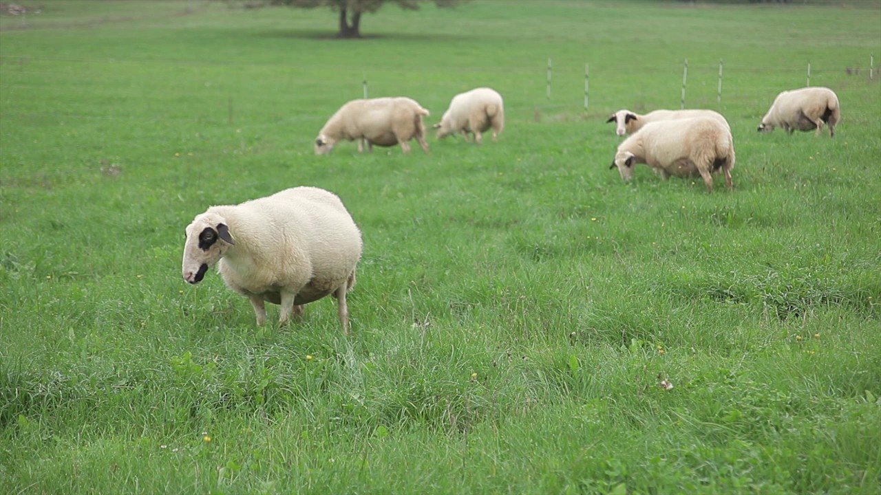 Le pâturage tournant chez Agnès et André Delpech