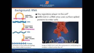 SARS-CoV-2 Rapid Detection Using Paper Microfluidics