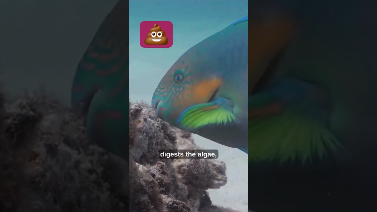 Parrotfish Fact That Will Blow Your Mind 🤯🐠