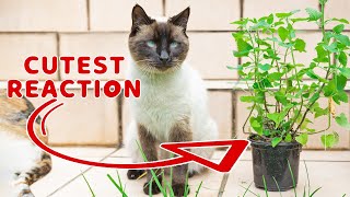 This is the best thing for Siamese cats