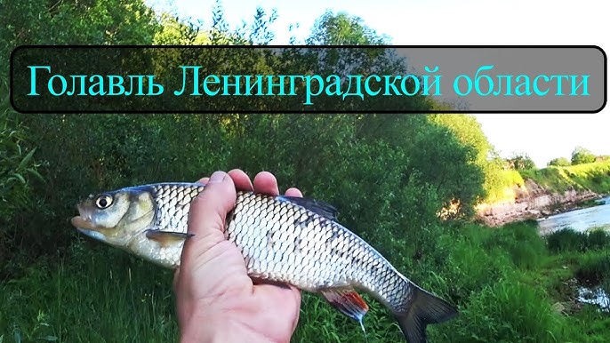 Реки Ленинградской области для рыбалки: информация и хорошие места
