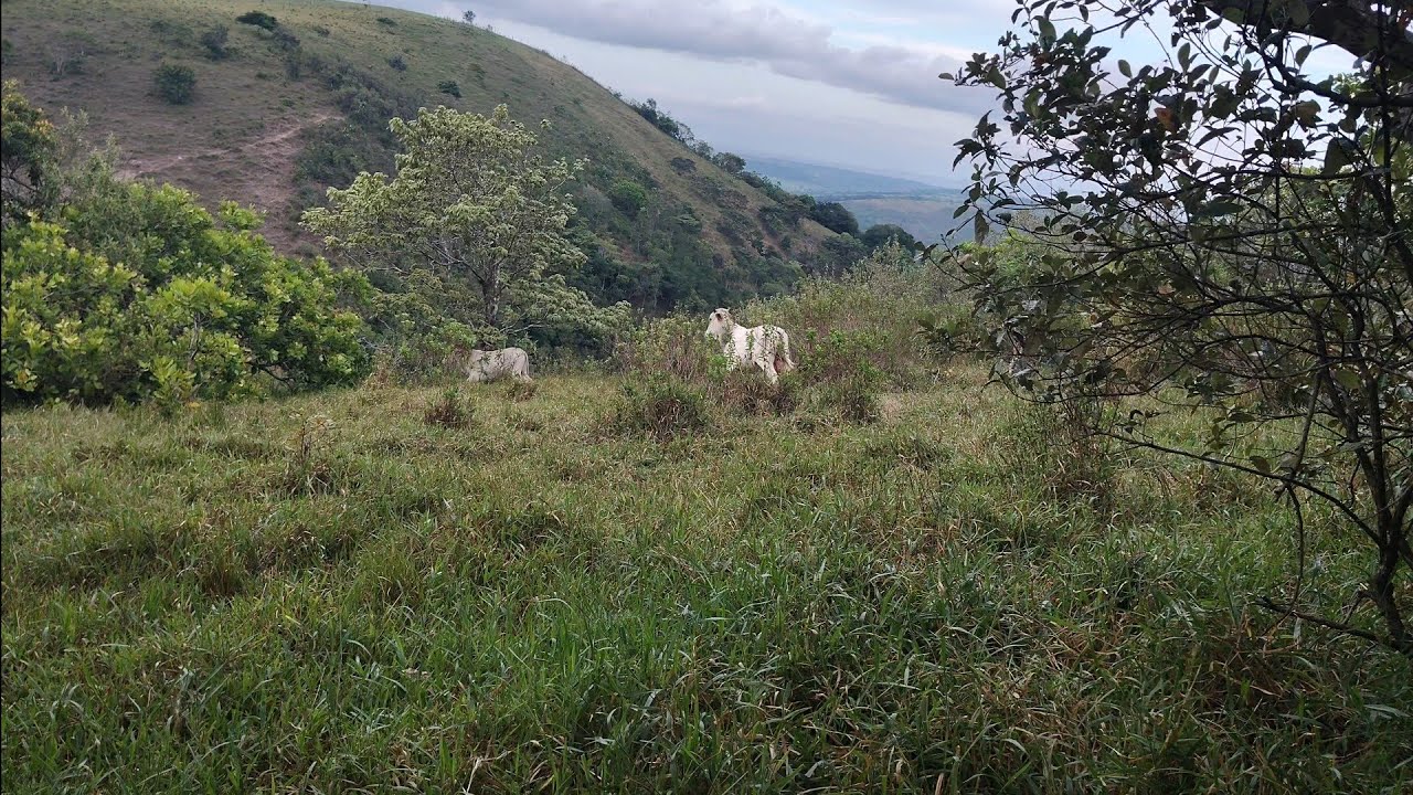Fui olha o meu sítio da mata verde .fiquei indignado com o fizeram 