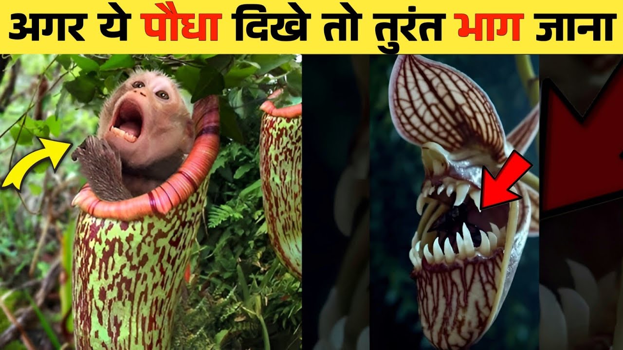 दुनिया के सबसे जहरीले और खतरनाक पौधे | Most Dangerous Plants in the World