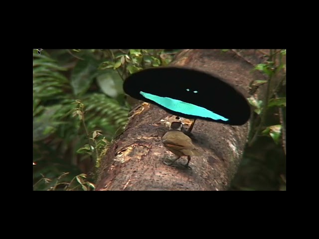 Broad-plumed Lophorina Lophorina latipennis 2sspp in 2groups