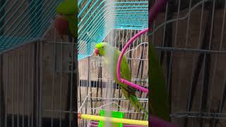 mithu mithu k bachy #cartoonkids #parrot #parrot #talkingparot #birds #funny #littlebird #fowl