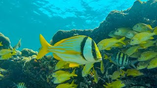 Beautiful and RELAXING Underwater Coral Reef Fish! (Snorkeling in Florida)